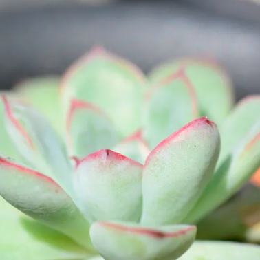 Эхеверия Пелуцида (Echeveria Pellucida) D5см