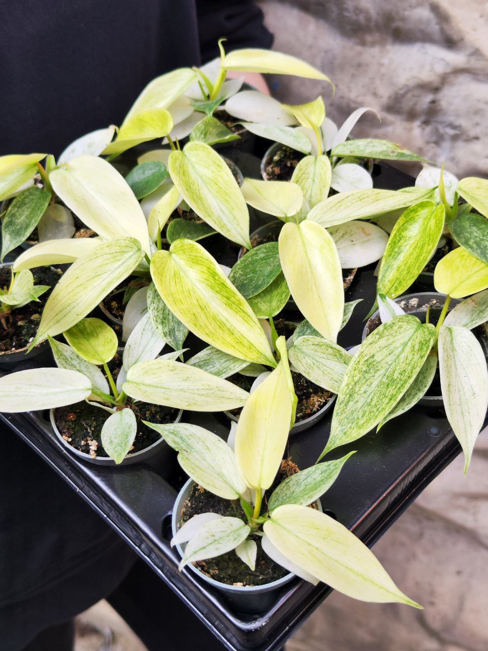 Филодендрон Флоридский Призрак (Philodendron Florida Ghost) D6см