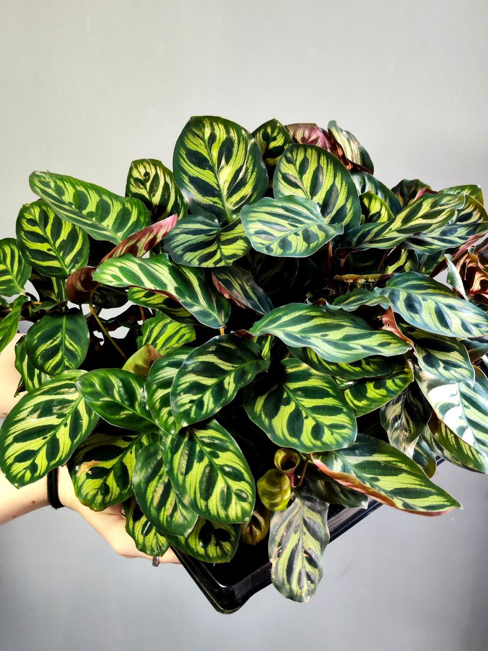 Калатея Макояна (Calathea Makoyana) D7см