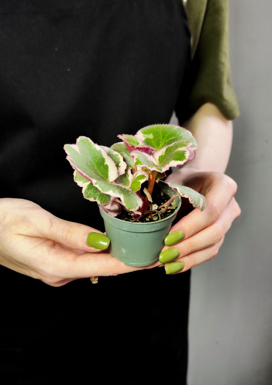 Саксифрага, Камнеломка Плетеносная Вариегатная (Saxifraga Variegata) D6см