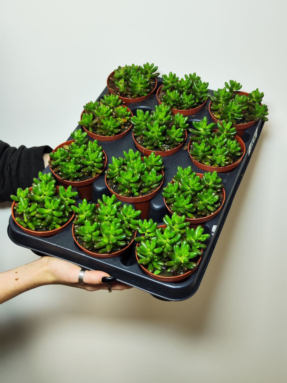 Седум Рубротинктум (Sedum Rubrotinctum) D8см