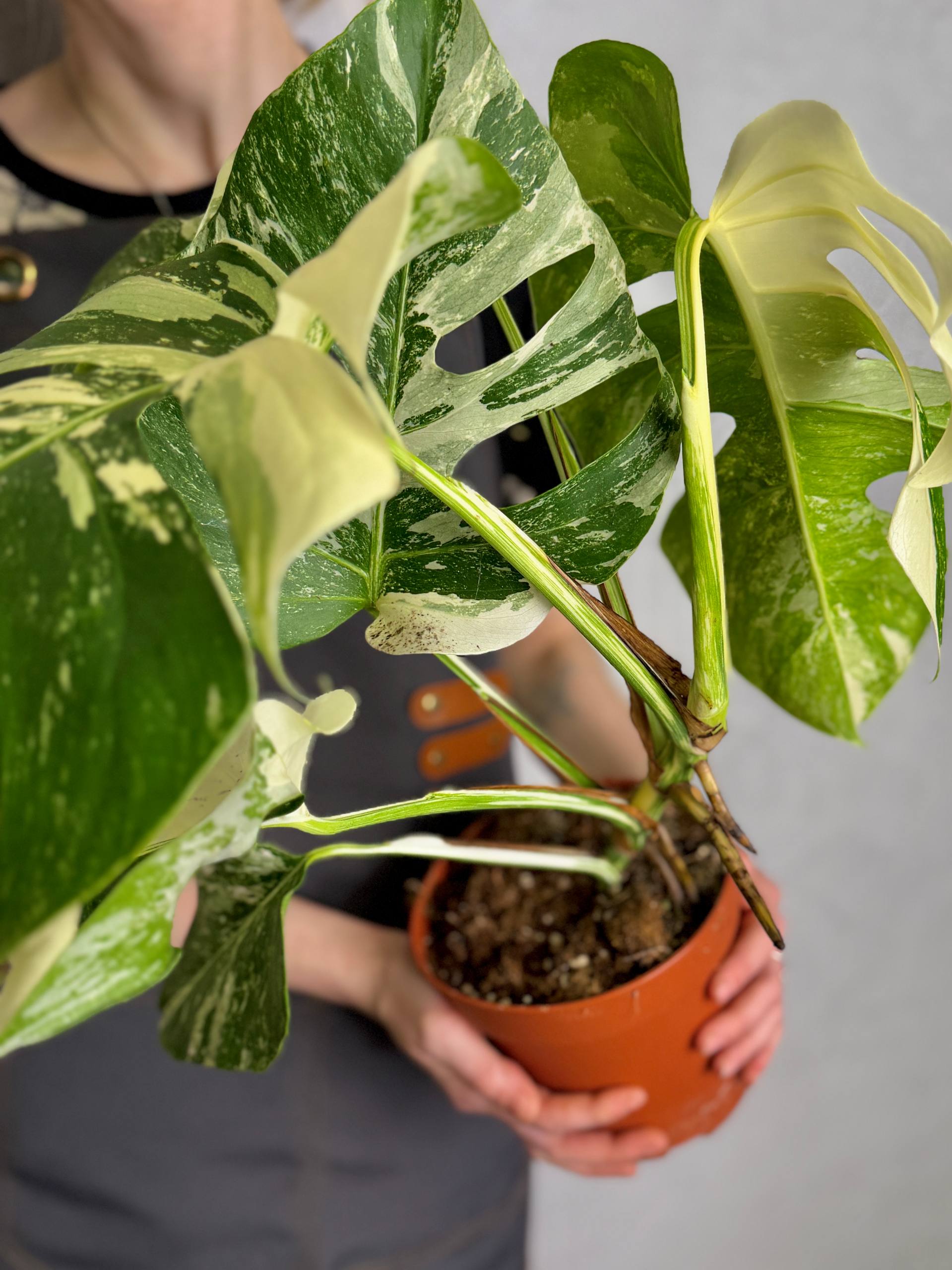 Монстера Деликатесная Супер Альба Вариегатная (Monstera Deliciosa Variegata Super White) D15см