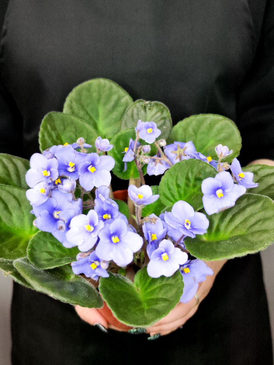 Сенполия Васильковая, или Фиалка (Saintpaulia Blue) D10см