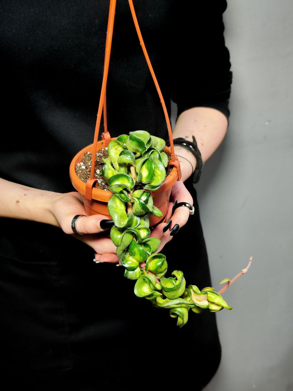 Хойя Компакта Мауна Лоа (Hoya Carnosa Compacta Mauna Loa) D11см