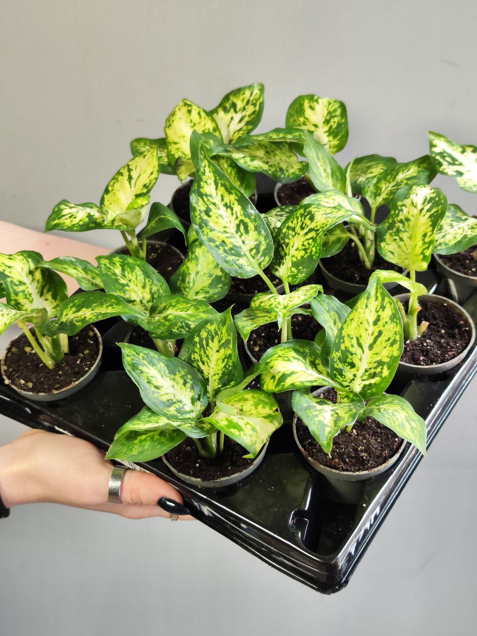 Диффенбахия Макулата Ами (Dieffenbachia Maculata Amy) D6см