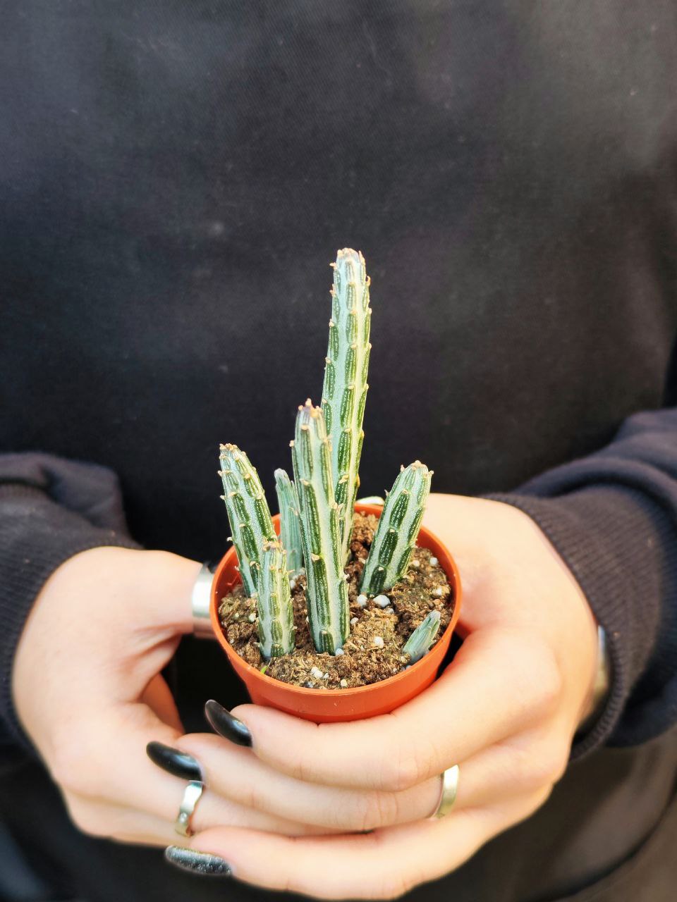 Крестовник Стапелиевидный (Senecio Stapeliiformis) D5см