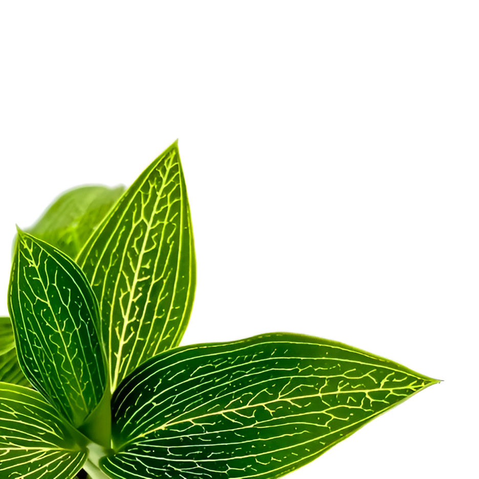 Драгоценная Орхидея Лудизия Дисколор Альба (Ludisia Discolor Alba) D7см