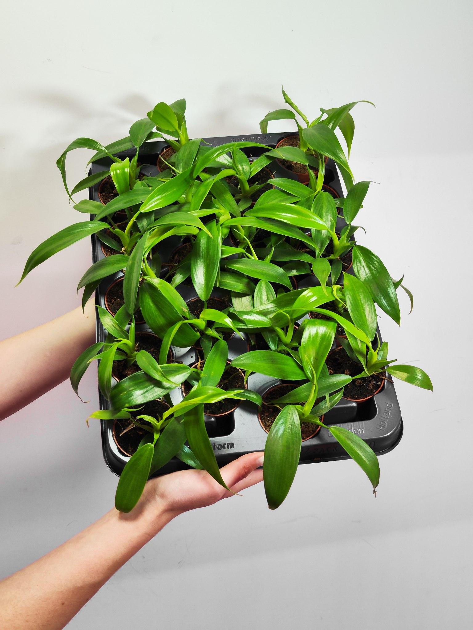Филодендрон Гитаровидный (Philodendron Panduriforme) D6см