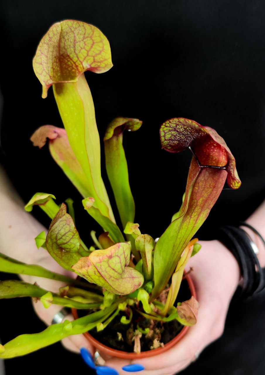 Саррацения Катесбай (Sarracenia Catesbaei) D9см