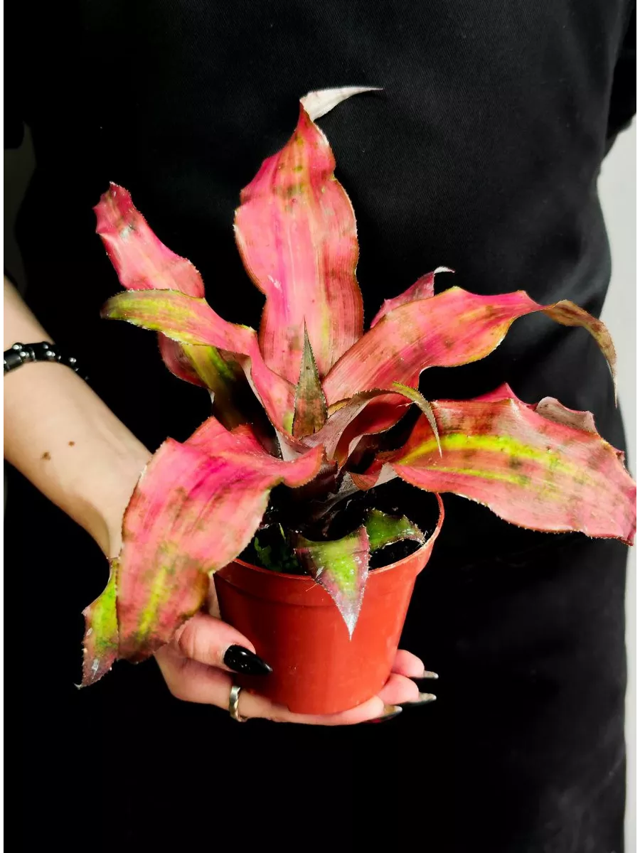 Криптантус Клубничный Фламбе (Cryptanthus Strawberry Flambee) D9см