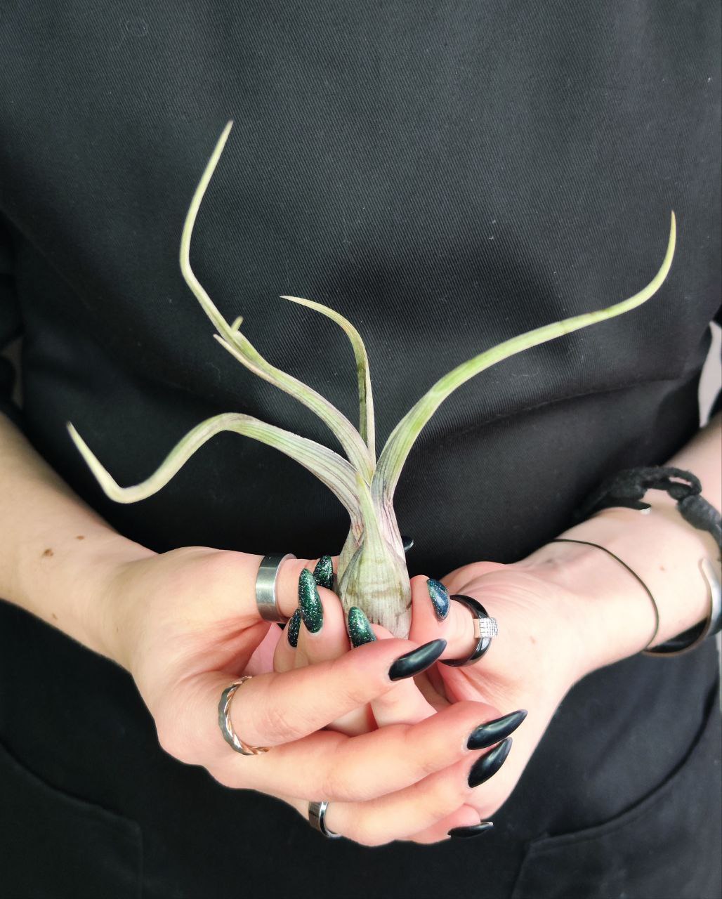 Тилландсия Псевдобалей (Tillandsia Pseudobaileyi)