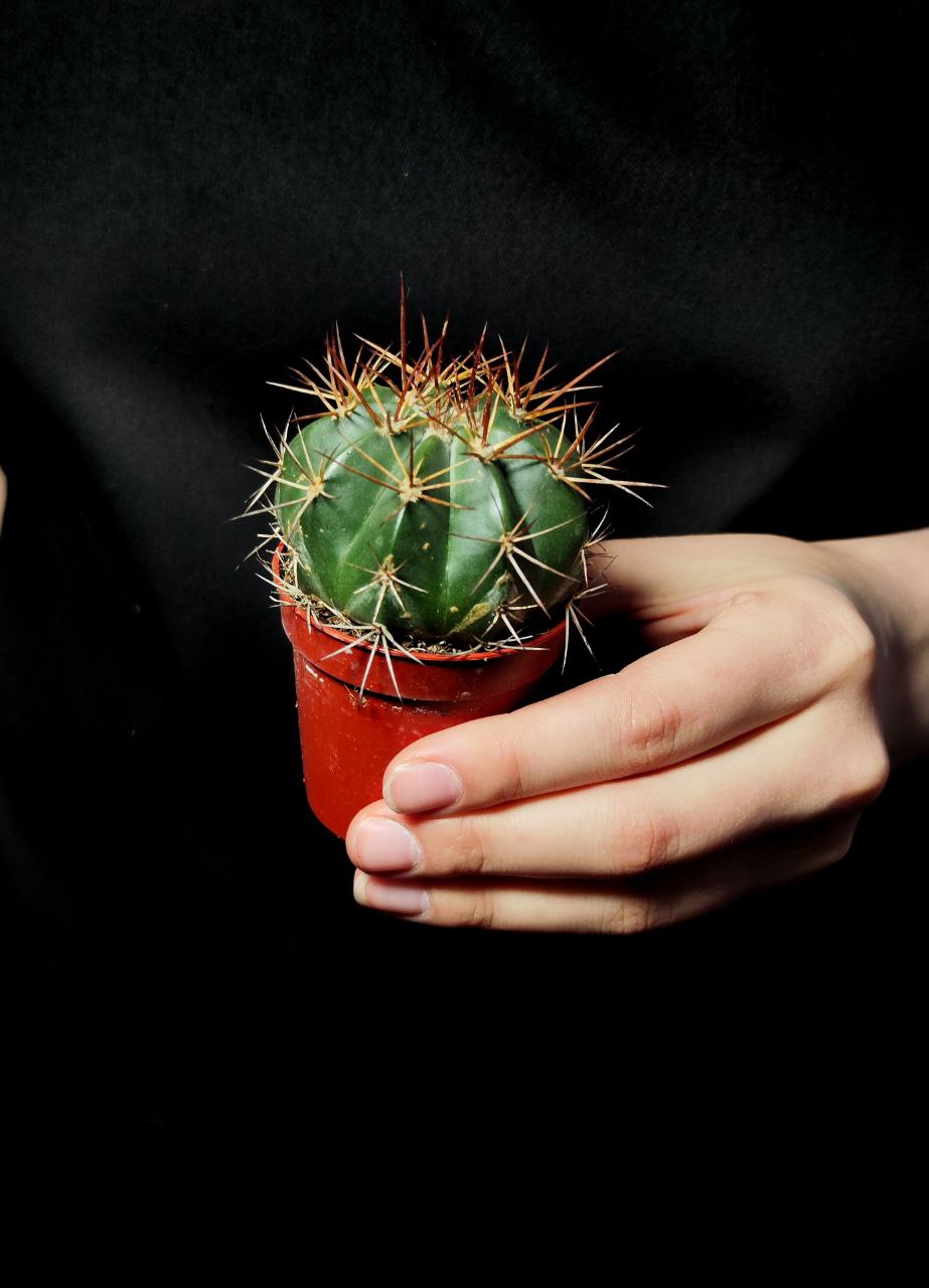 Мелокактус Байский (Melocactus Bahiensis) D5см
