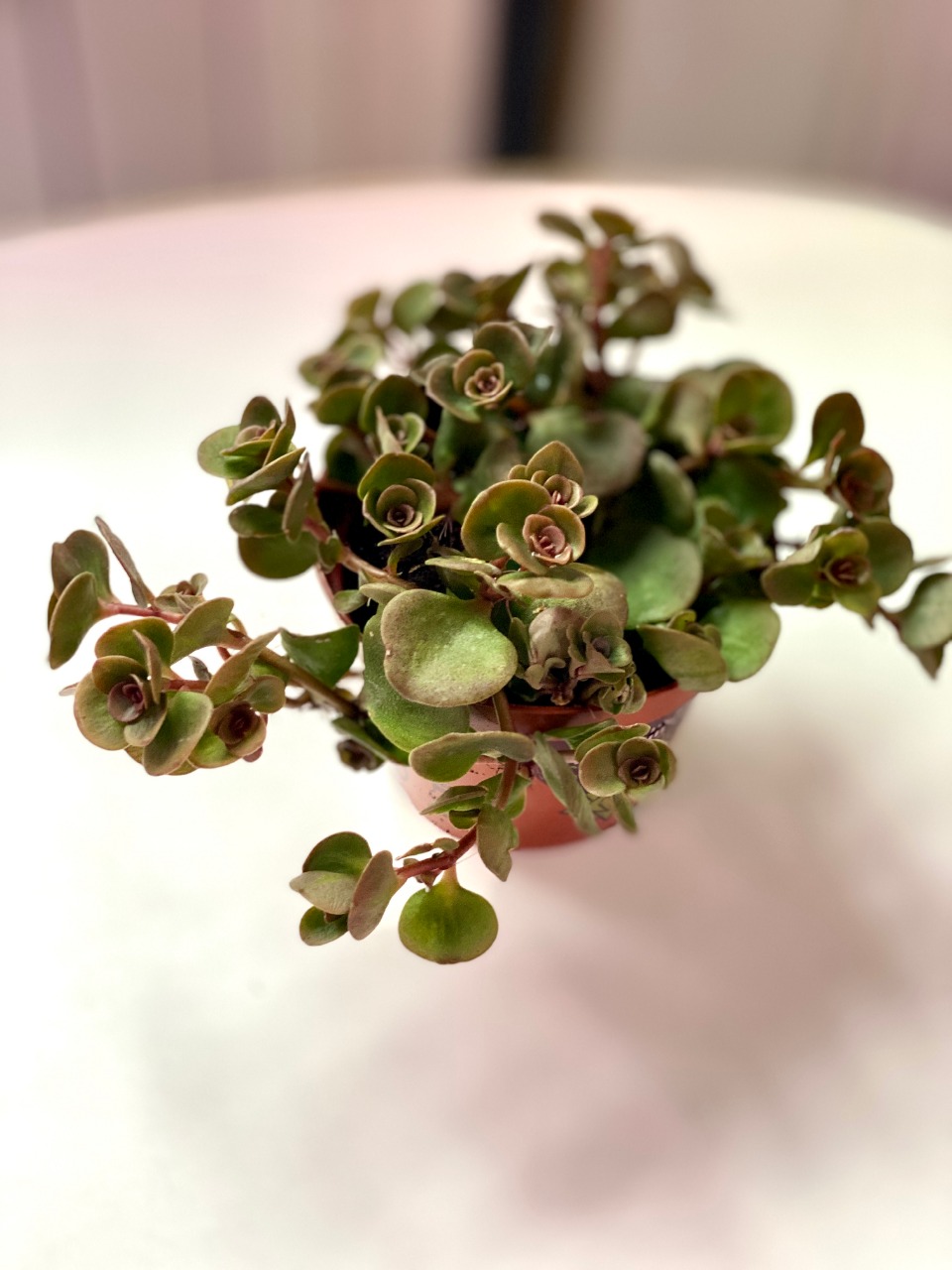 Седум Розеум (Sedum Roseum) D8см