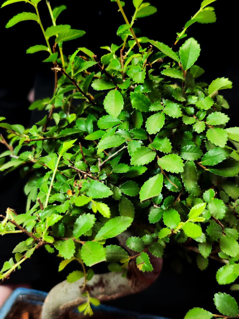 Бонсай Зелкова Извилистый (Bonsai Zelkova) D20см