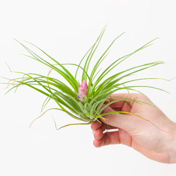 Тилландсия Стрикта Медиум (Tillandsia Stricta Medium)