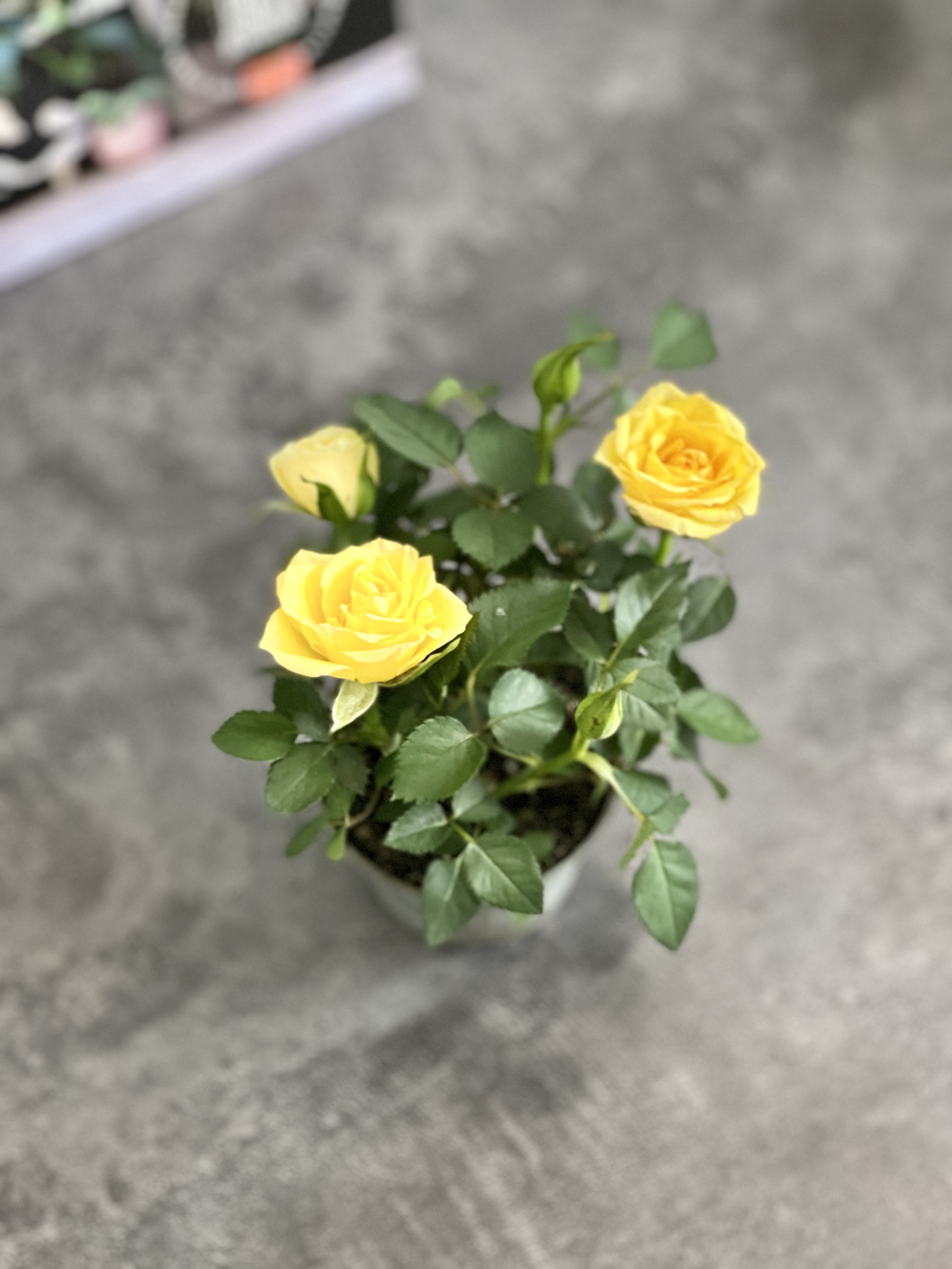 Роза Даника комнатная желтая (Rosa Danica "Yellow") D6см