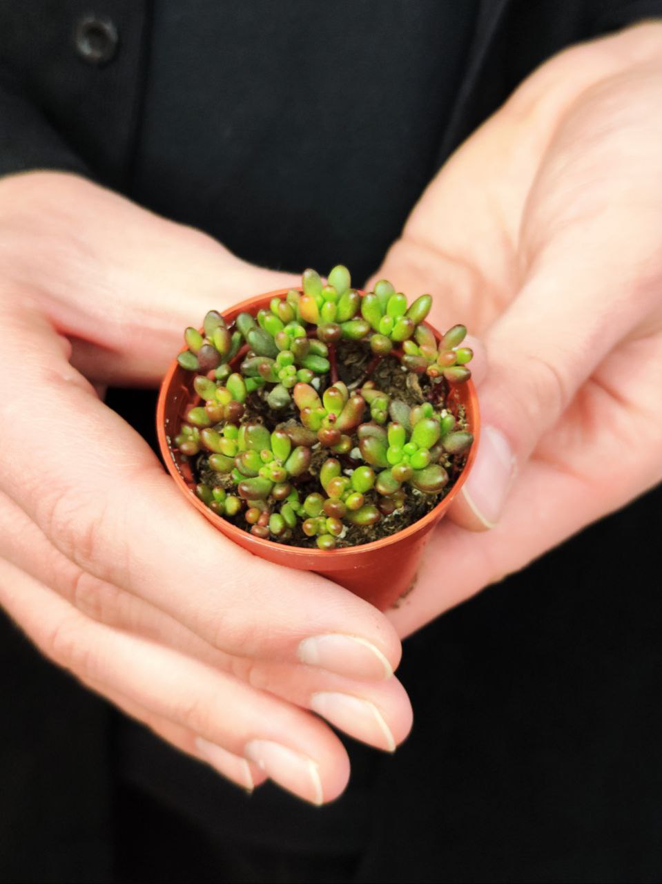 Седум Рубротинктум Мини (Sedum Rubrotinctum Mini) D5см