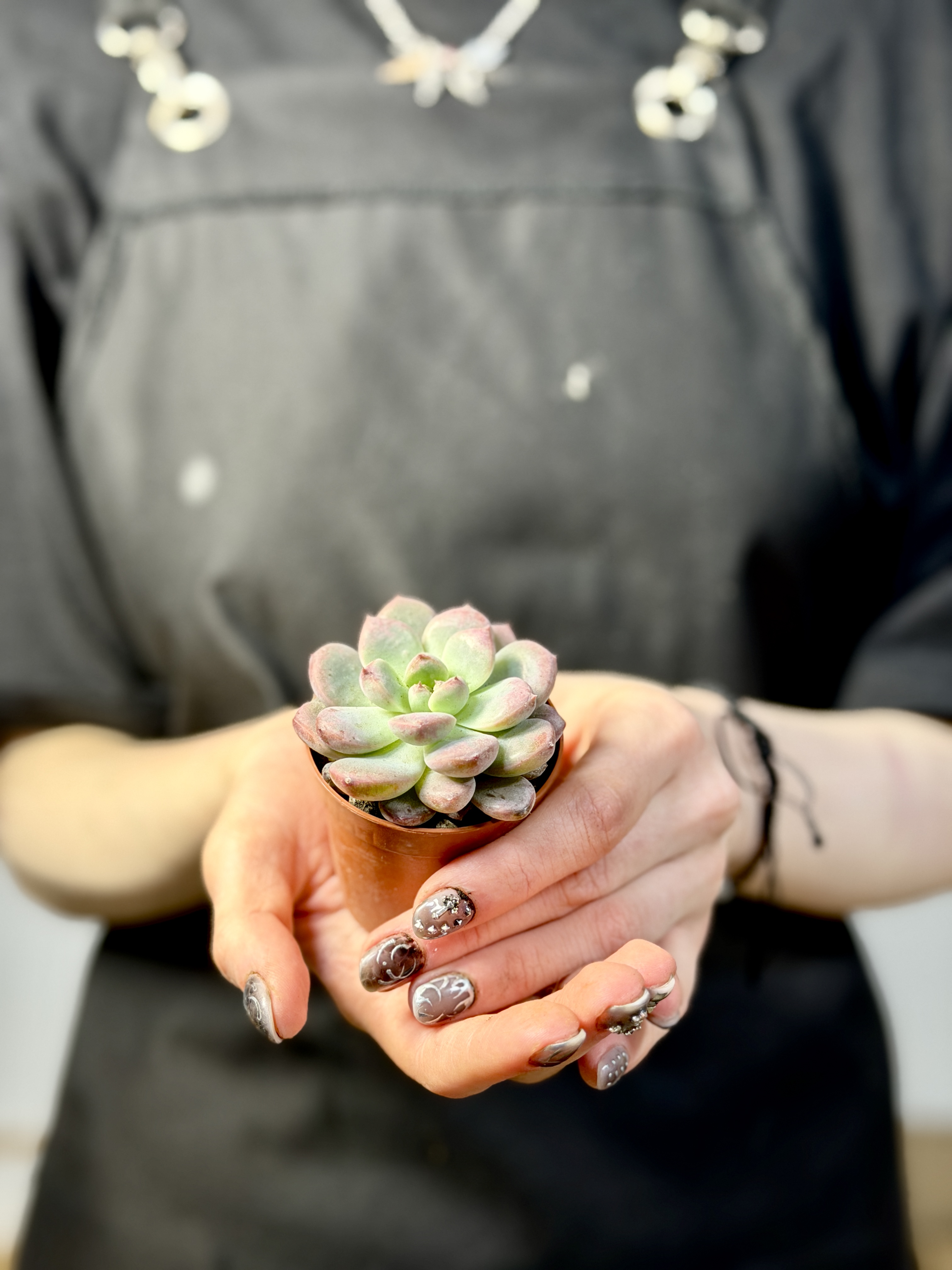 Эхеверия Монро (Echeveria Monroe) D5см