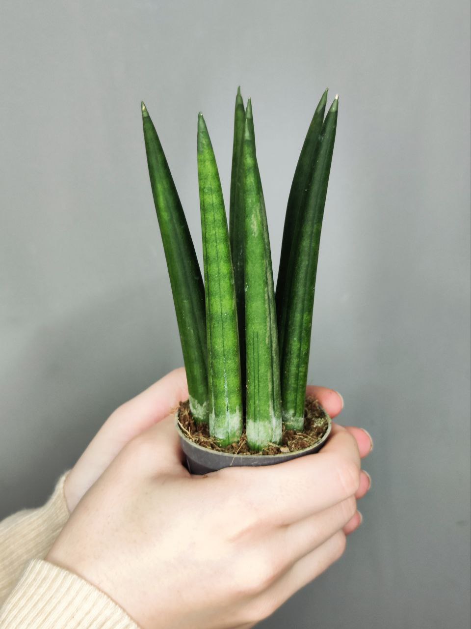 Сансевиерия Цилиндрика Стрейт (Sansevieria Cylindrica Straight) D6см