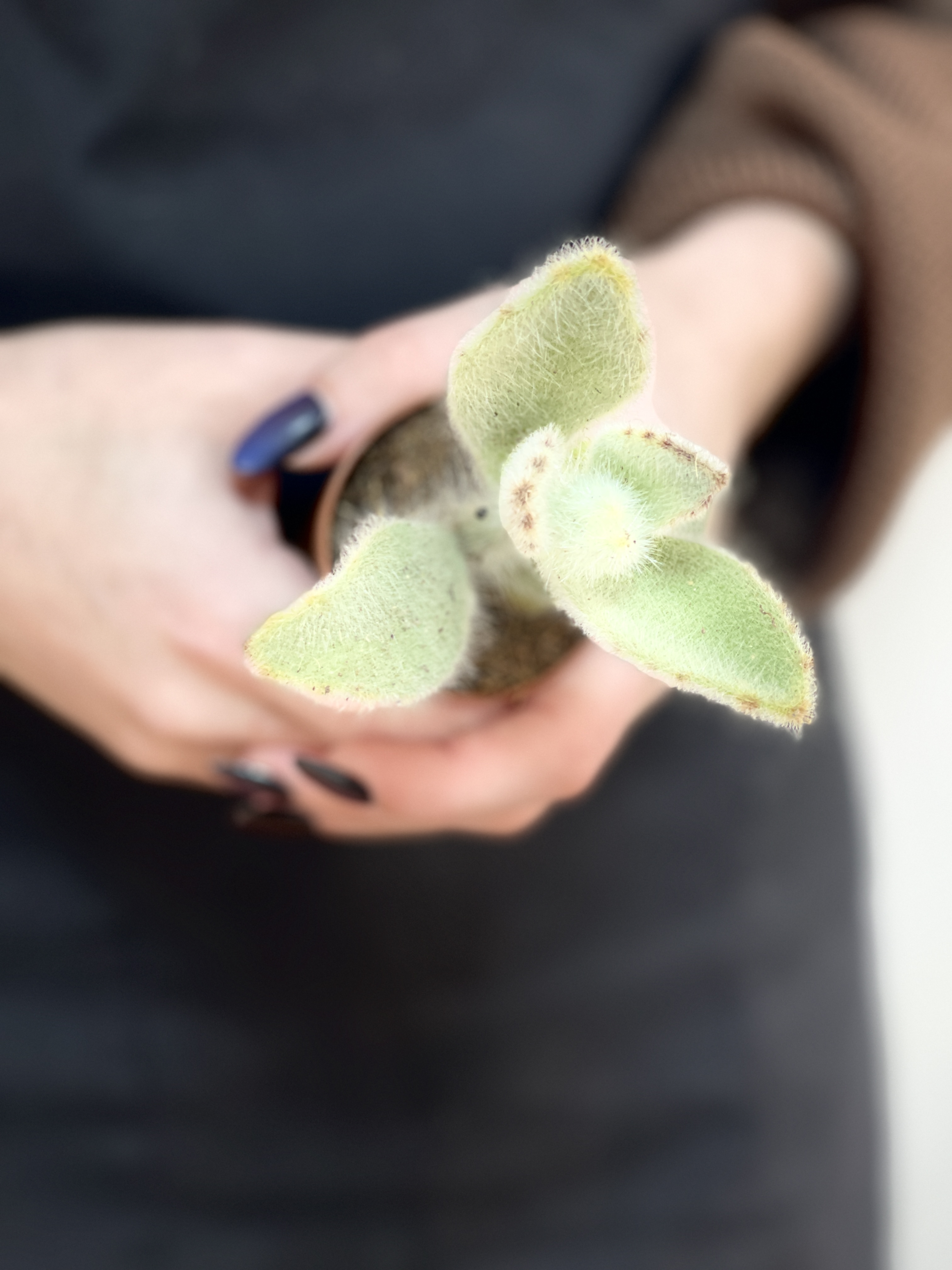 Каланхоэ Вилоза (Kalanchoe Vilosa) D5см