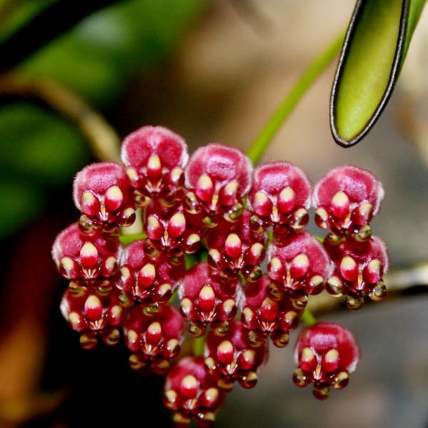 Хойя Росита (Hoya Rosita) D6см