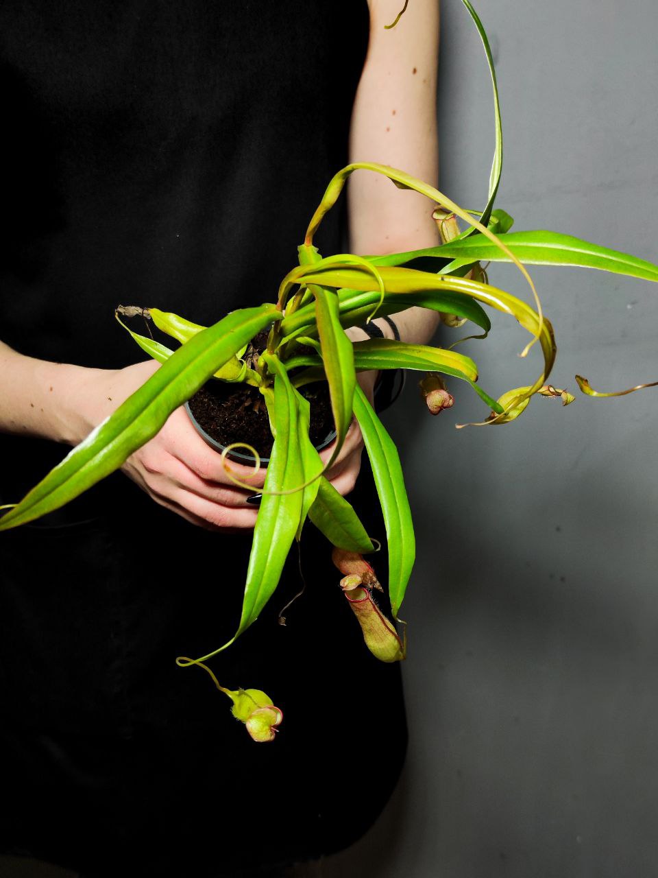 Непентес Евстахия (Nepenthes Eustachya) D9см