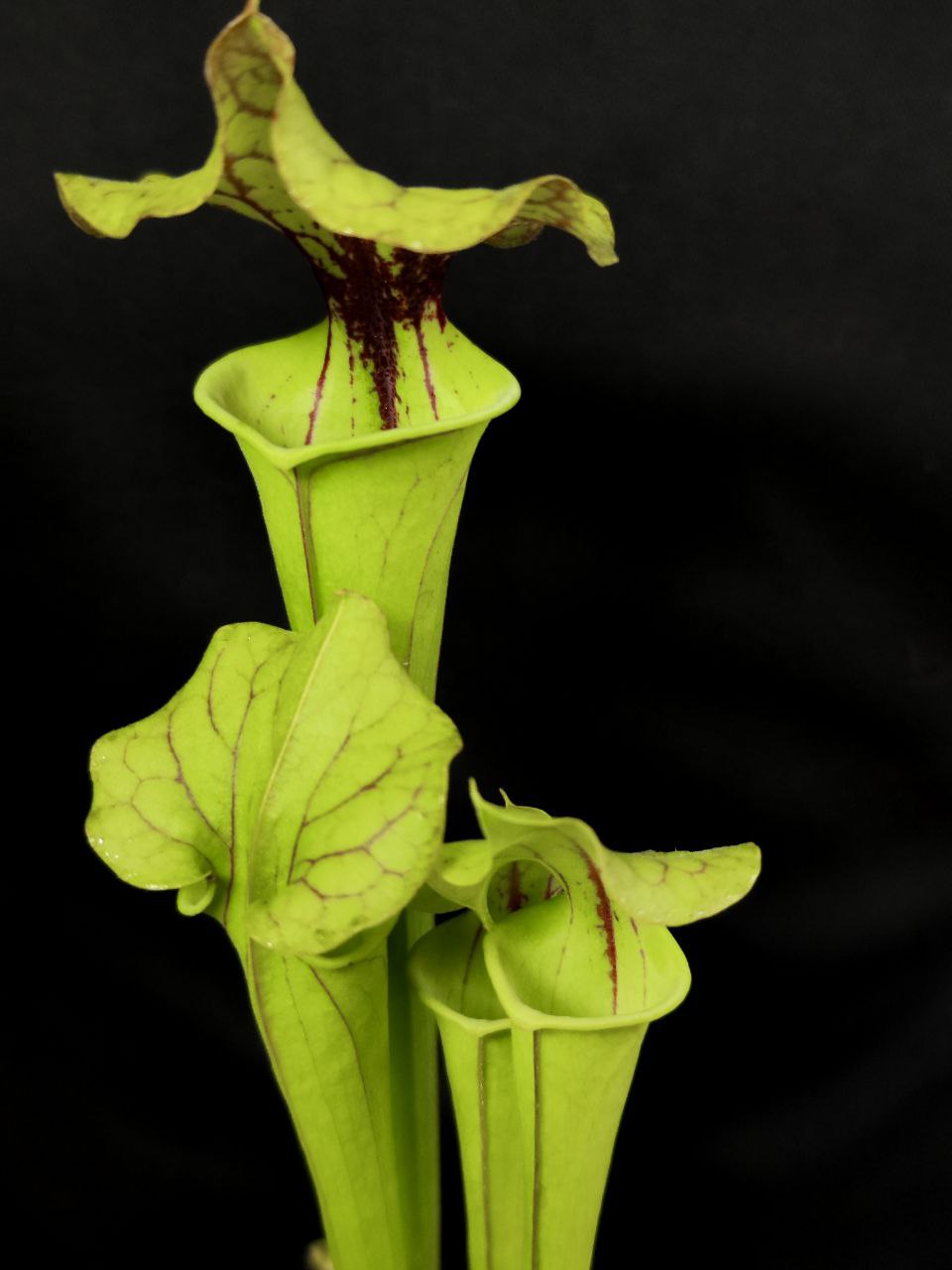 Саррацения Флава (Sarracenia Flava) D9см