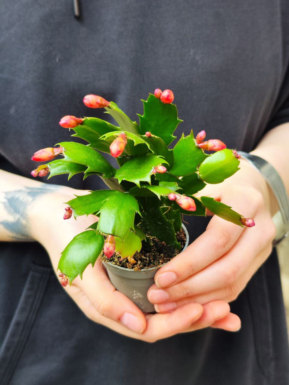 Декабрист Красный, или Шлюмбергера (Schlumbergera Tendenza Red) D6см
