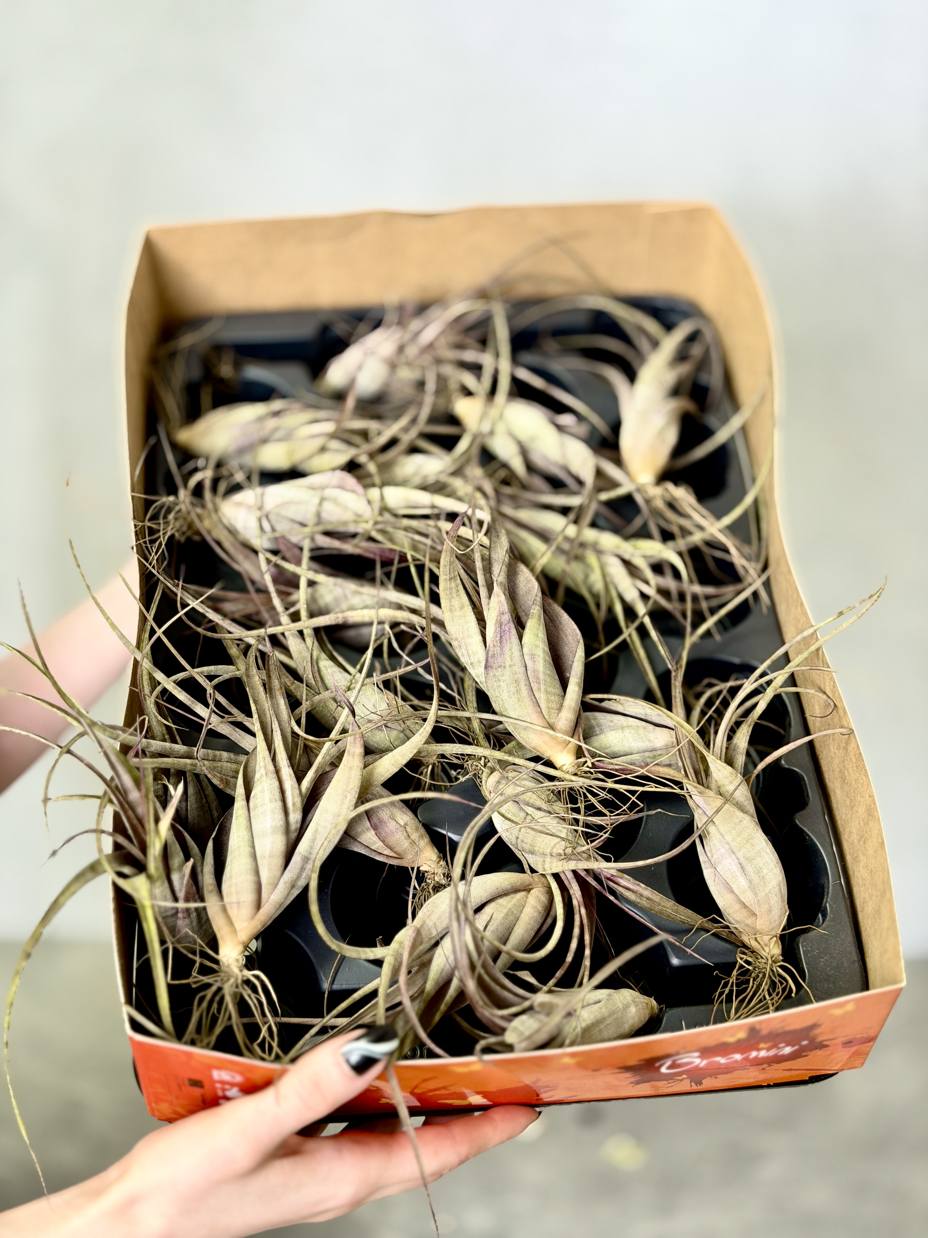 Тилландсия Флексуоза Багамы (Tillandsia Flexuosa Bahamas)
