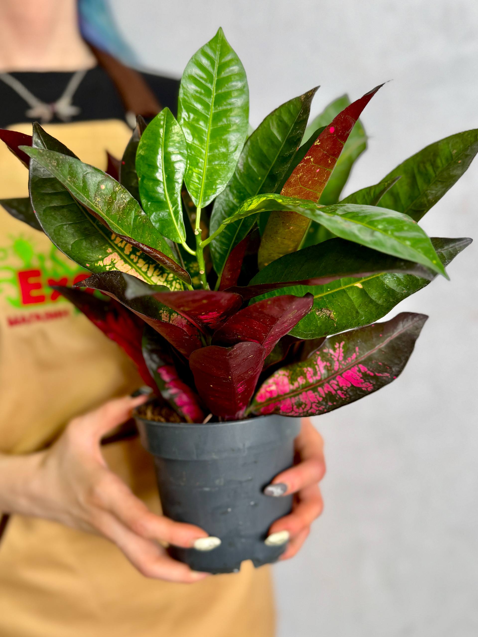 Кодиеум Миссис Айстон (Codiaeum Mrs. Iceton) D12см