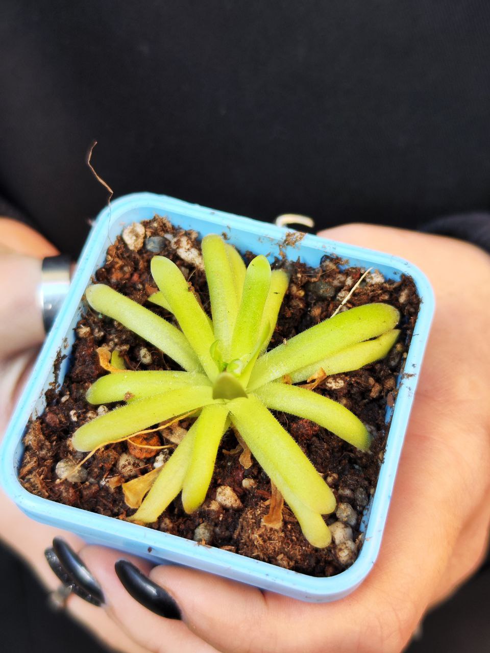 Жирянка Мостезума Гигантеа (Pinguicula Moctezumae x Gigantea) D5см