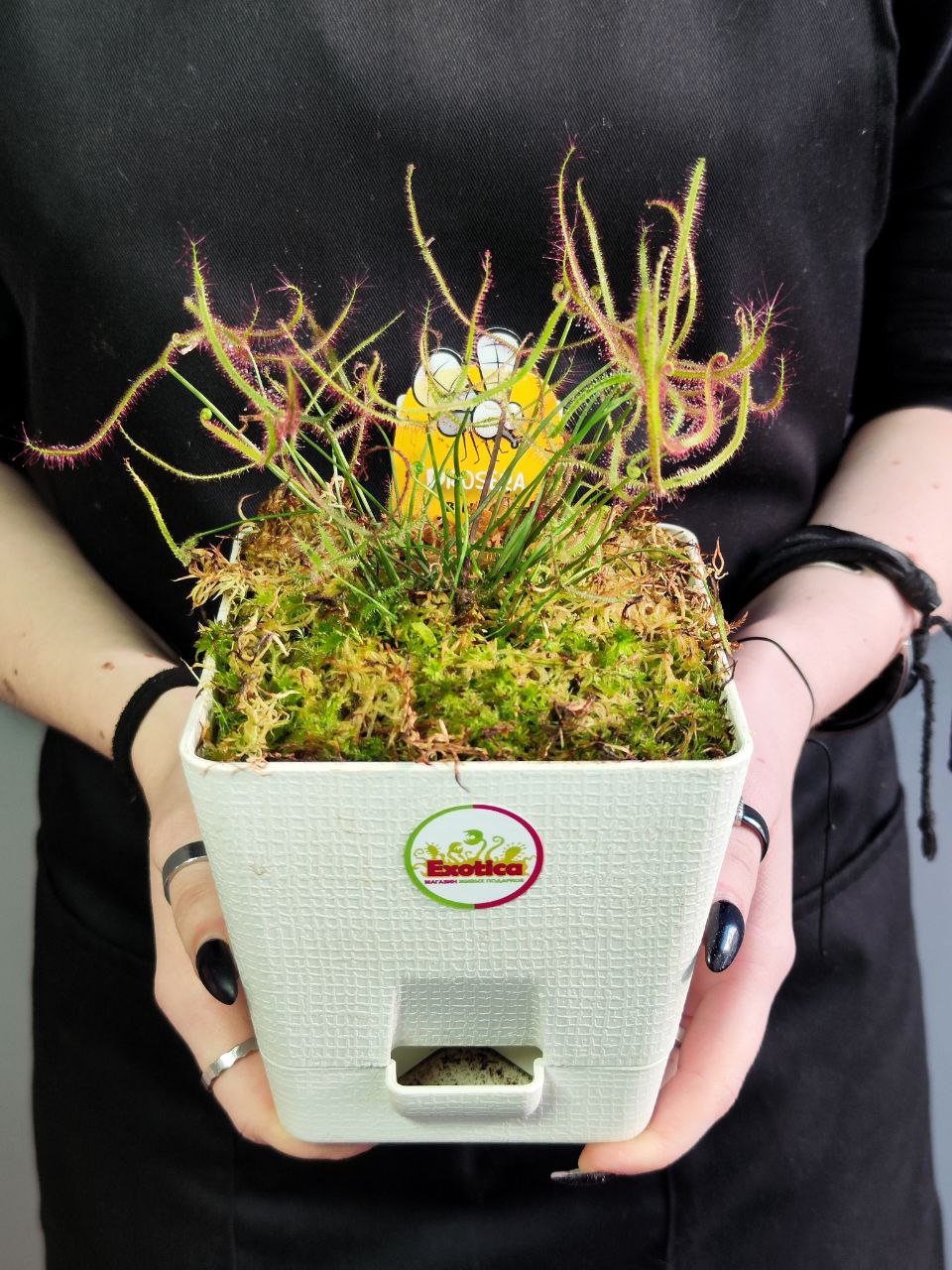 Росянка Бината (Drosera Binata) пересаженная 12см