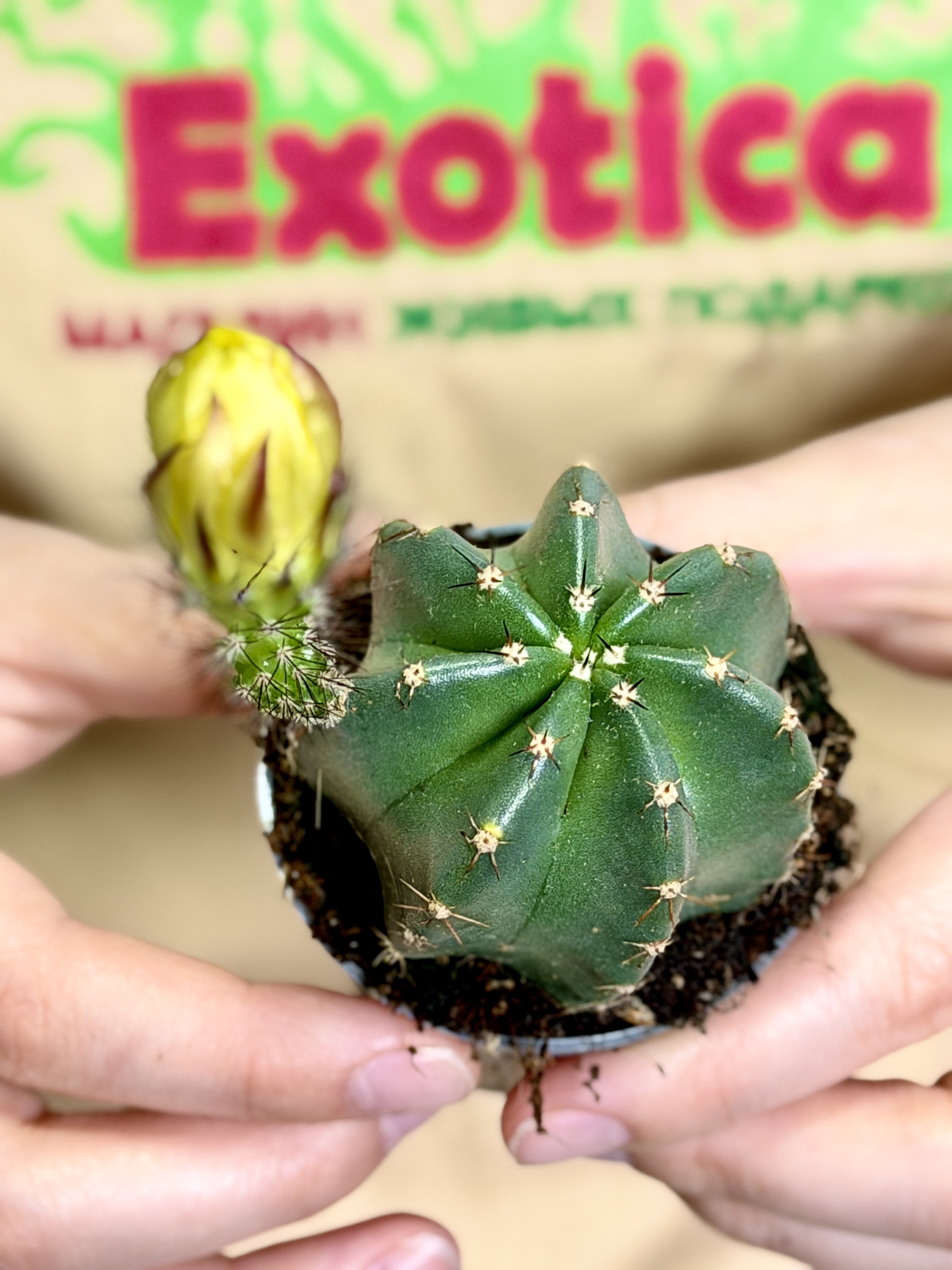 Эхиноцереус Субинермис, или Безколючковый (Echinocereus Subinermis) D6см