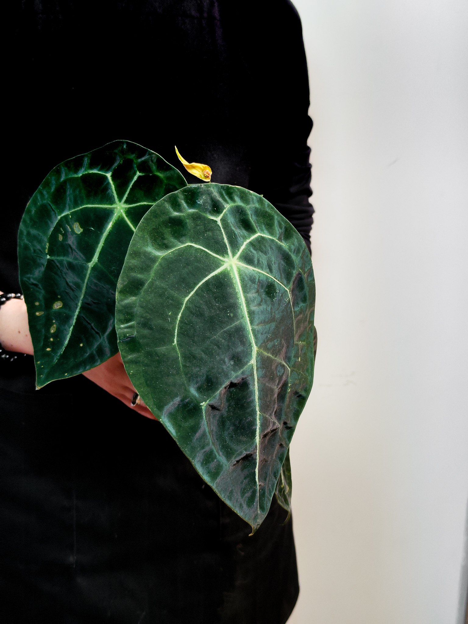 Антуриум Форгети Нигроламинум (Anthurium Forgetii x Nigrolaminum) D12см