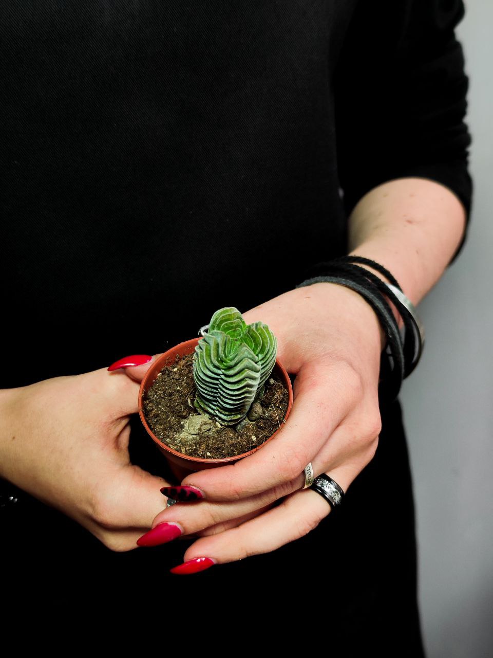 Крассула Храм Будды (Crassula Buddha´s Temple) D5см