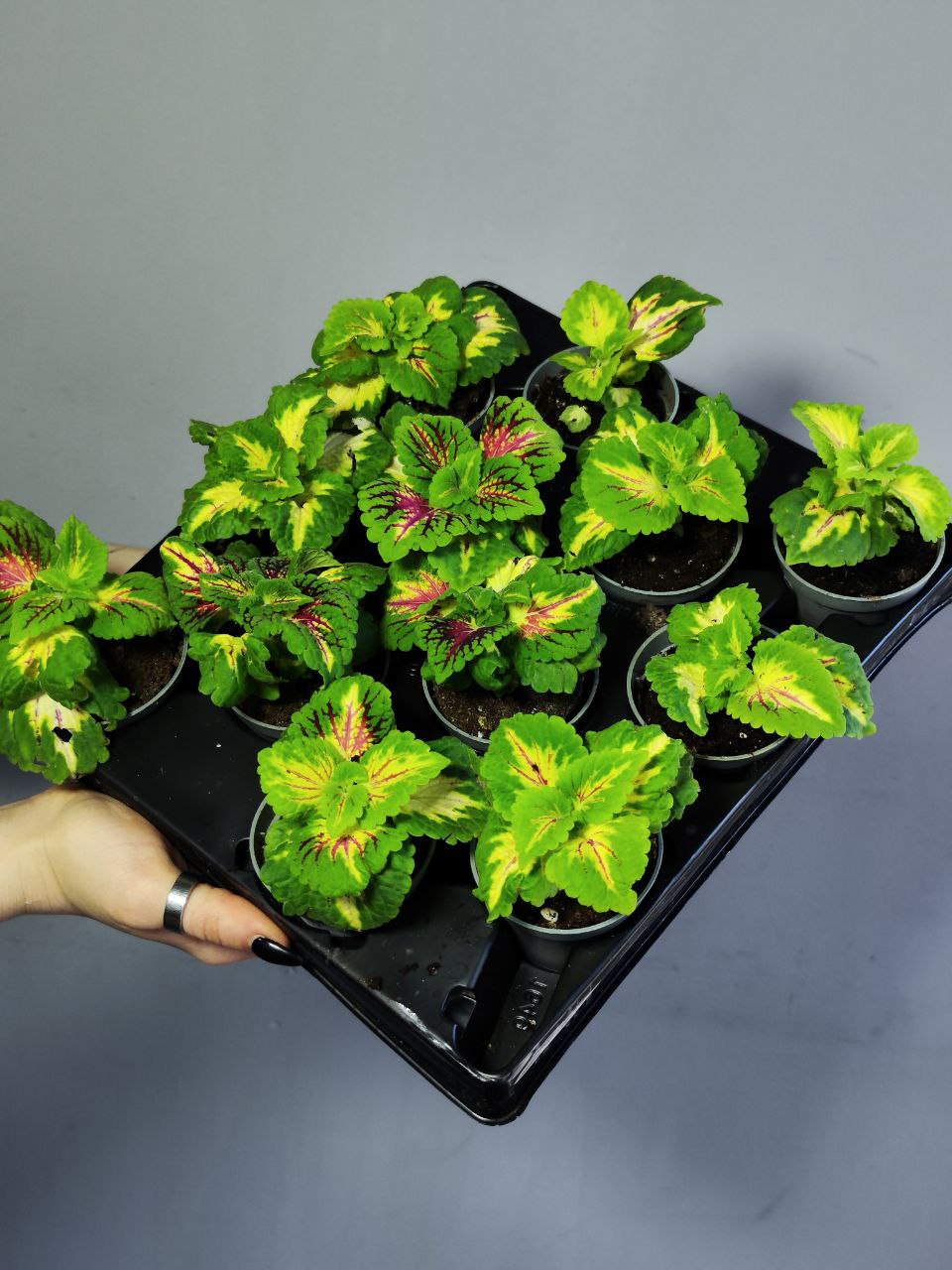 Колеус Санни (Coleus Sunny) D6см