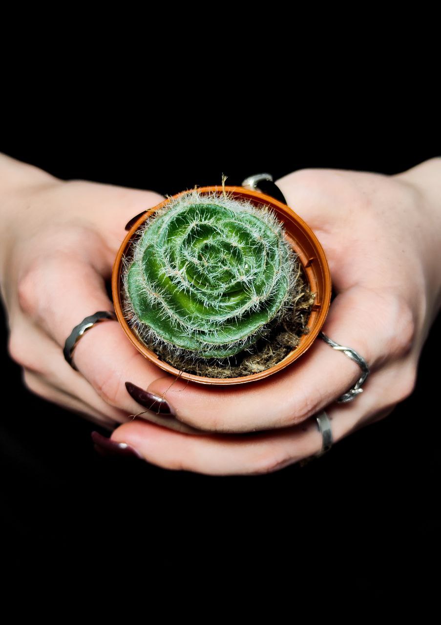 Крассула Капителла Сетоза Туррита (Crassula Capitella Setosa Turrita) D5см