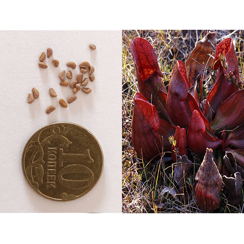 Семена Саррацении пурпурной (Sarracenia purpurea) 10 шт