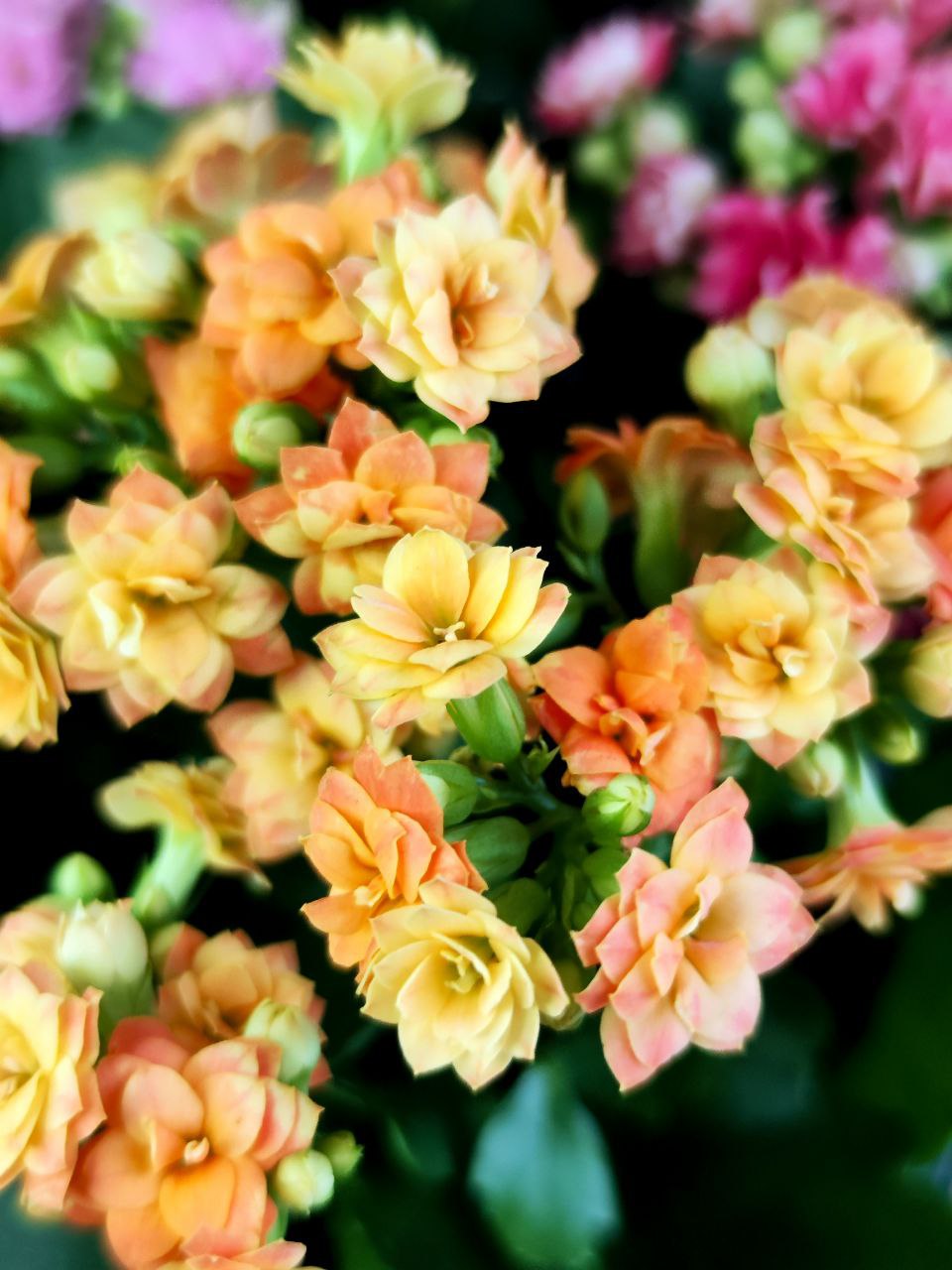 Каланхоэ Розалина Персиковая (Kalanchoe Rosalina Orange) D9см