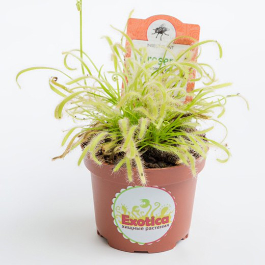 Росянка Альба (Drosera Alba) D9см