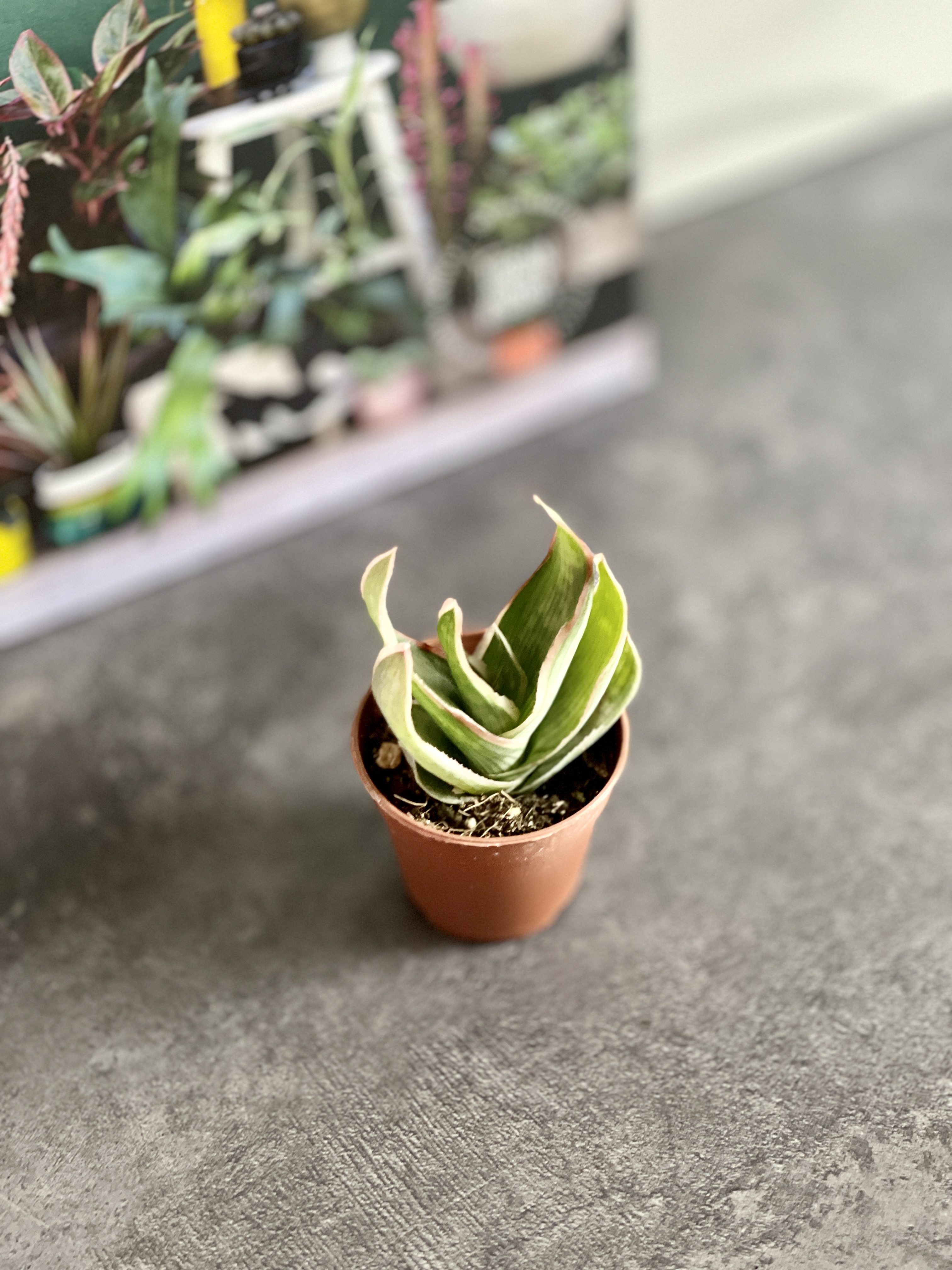 Алоэ Стриата (Aloe Striata) D5см