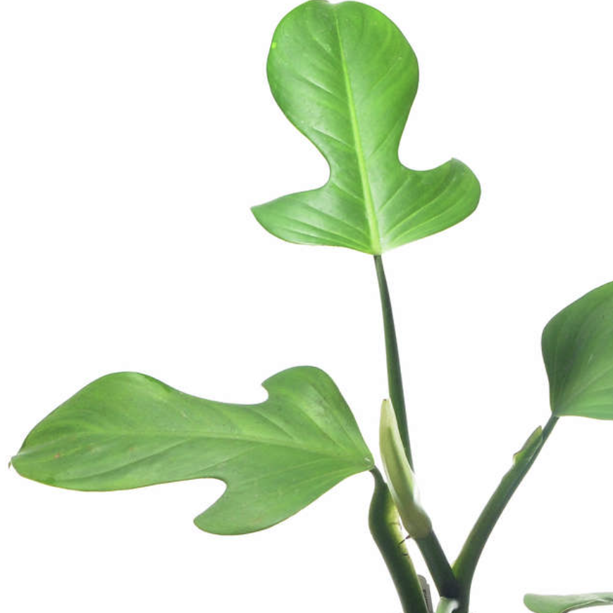 Филодендрон Гитаровидный (Philodendron Panduriforme) D6см
