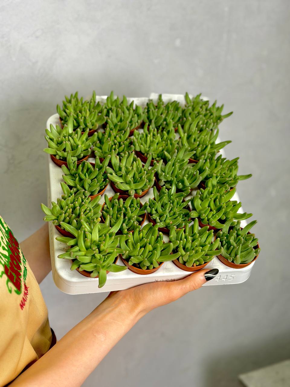 Делосперма Сфалмантоидес (Delosperma Sphalmanthoides) D5см