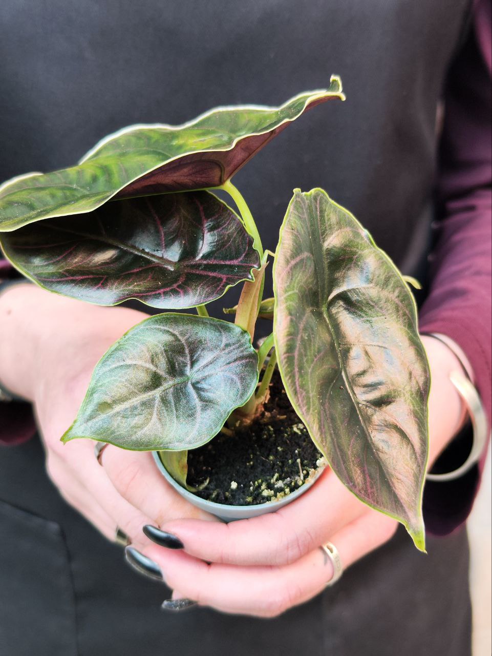 Алоказия Азлани (Alocasia Azlanii) D6см