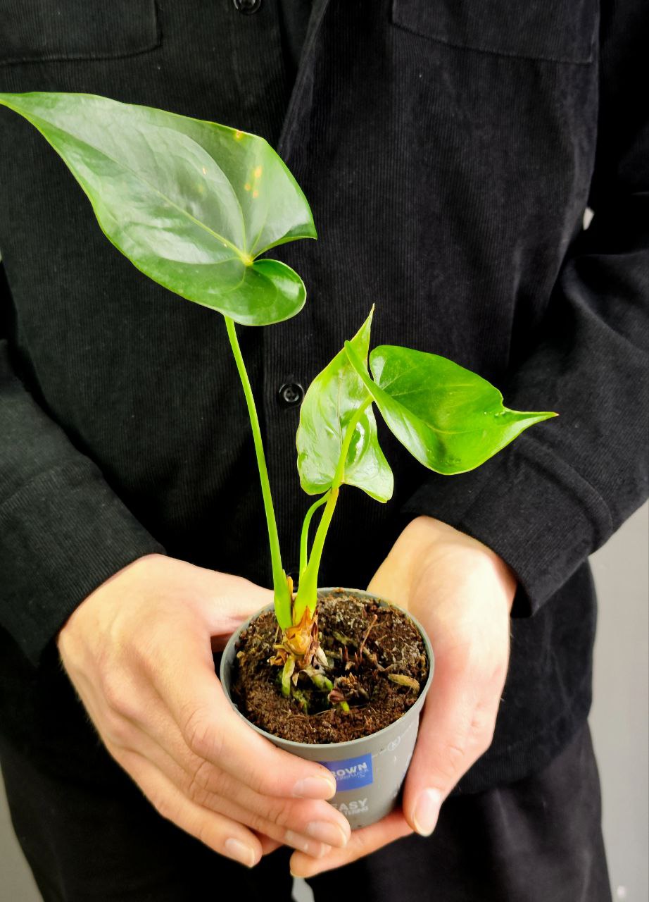 Антуриум Микс УЦЕНКА (Anthurium Mix) D 7-9см