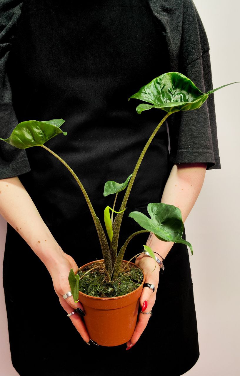 Алоказия Стингрей, или Алоказия Скат (Alocasia Stingray) D12см