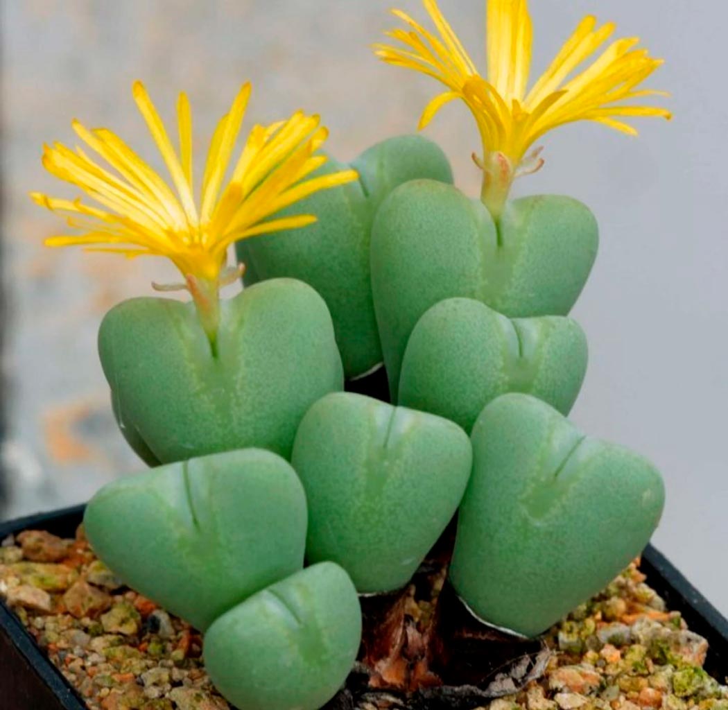 Живые камни, Конофитум Двулопастный (Conophytum Bilobum) D5см
