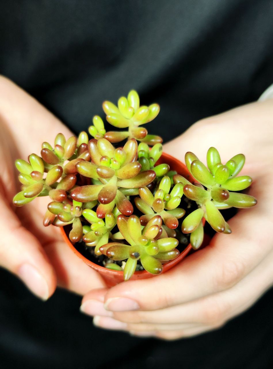 Седум Рубротинктум Аврора (Sedum Rubrotinctum Aurora) D5см
