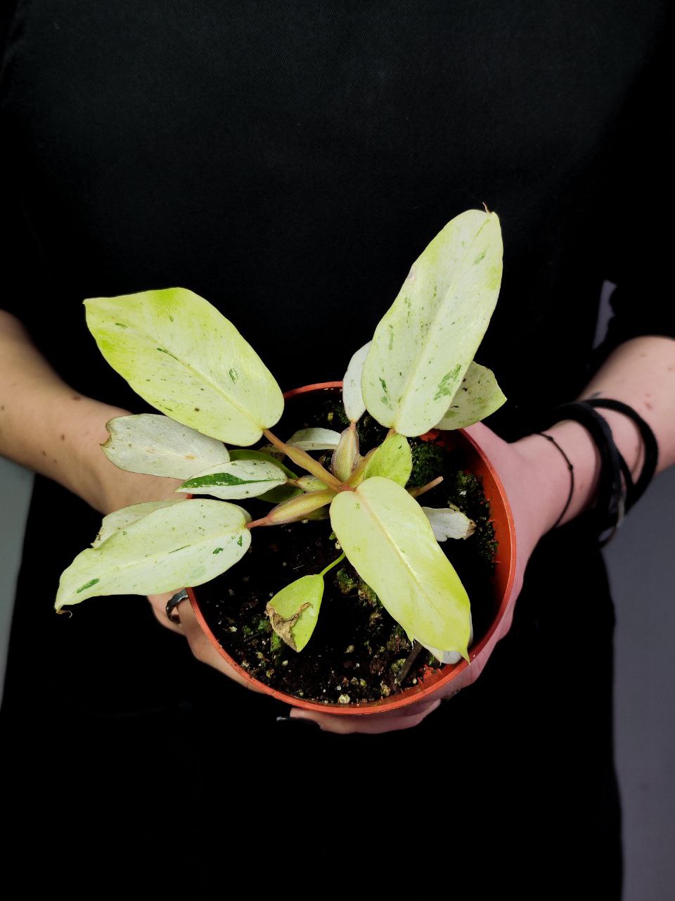 Филодендрон Сноудрифт (Philodendron Snowdrift) D6см