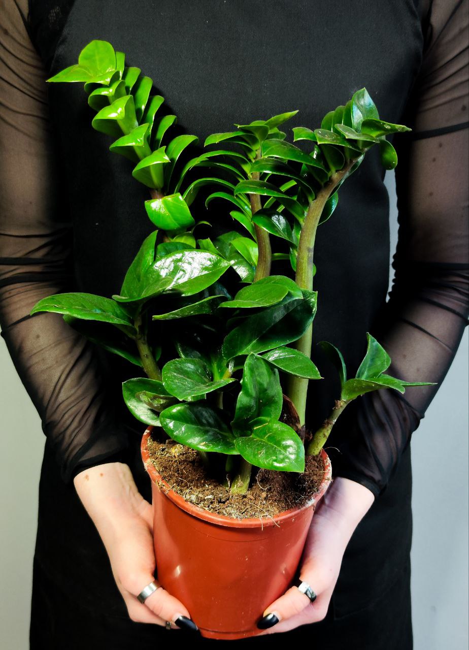 Замиокулькас Зензи (Zamioculcas Zenzi) D14см
